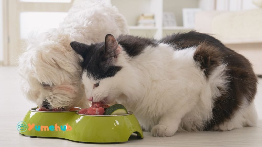 Can a Cat Eat Dog Food?