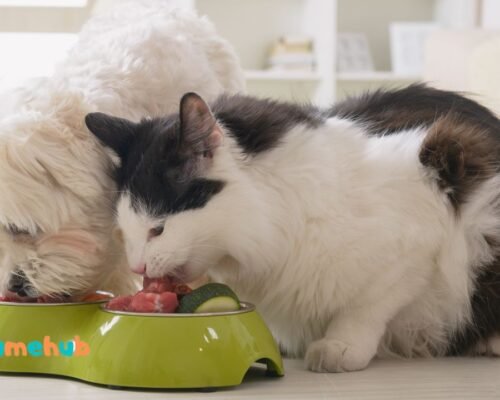Can a Cat Eat Dog Food
