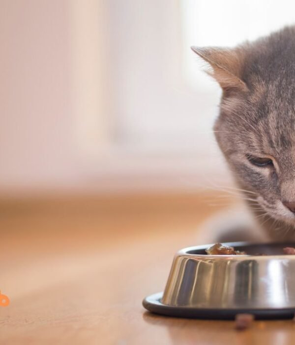 Can a Cat Eat Doritos?