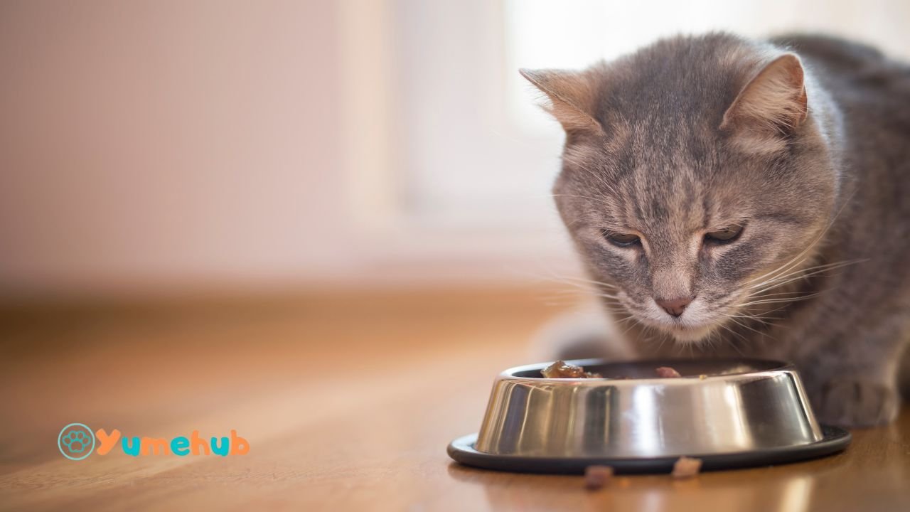 Can a Cat Eat Doritos?