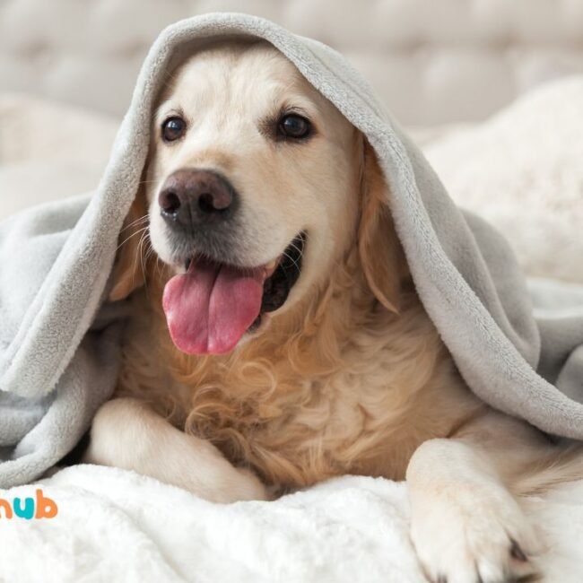 Cold Weather Tips For Travel With Pets