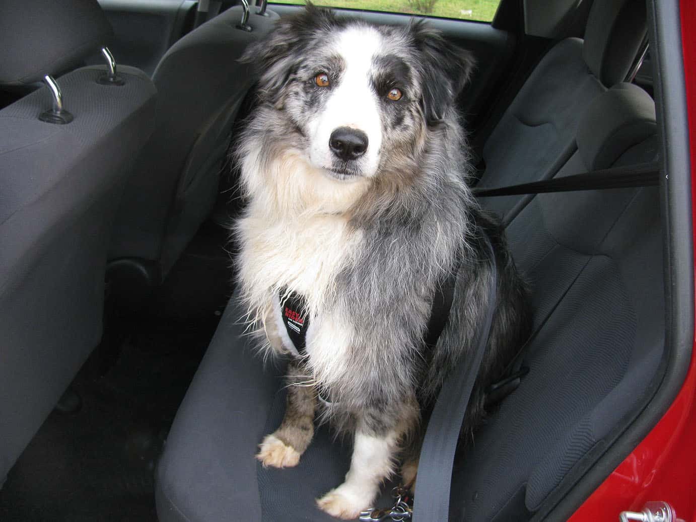 Daisy - Dog in the car