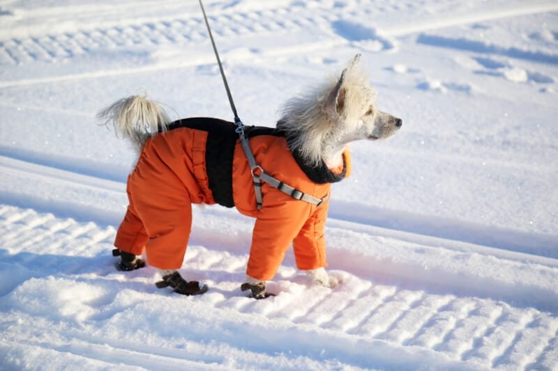 Cold Weather Tips For Travel With Pets 6