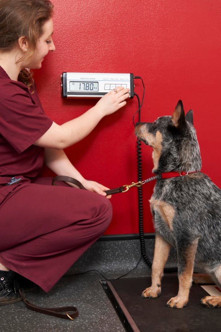 Veterinarian assistant weighs dog in surgery