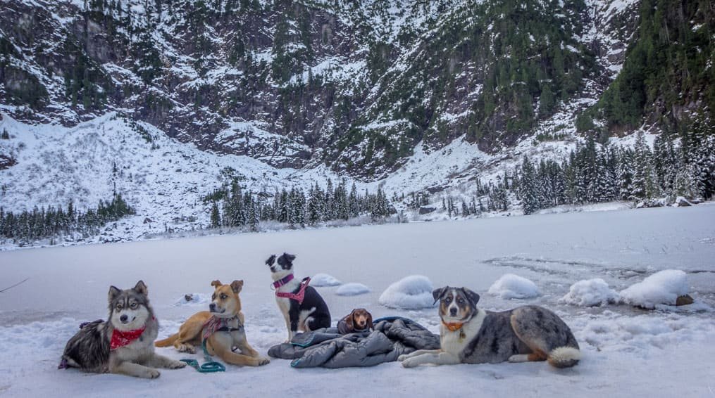 Hunde ruhen nach einer haustierfreundlichen Wanderung zum Heather Lake in der Nähe von Seattle, WA