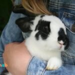 Home 22 How to comfort a dying rabbit?