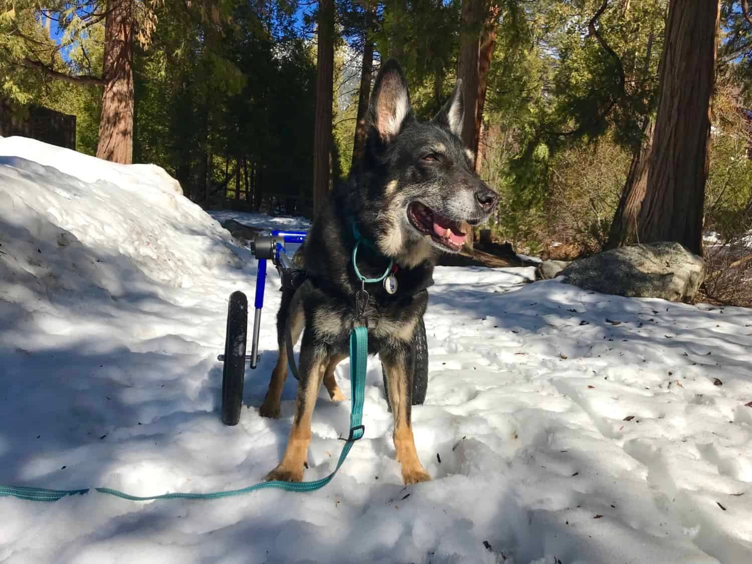 Buster der Deutsche Schäferhund in seinem Hunderollstuhl im Schnee