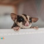 Is Sun gold Kiwi Safe For Sugar Gliders?