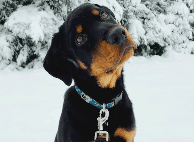 Schwarz-brauner Welpe, der im Schnee sitzt und ein Halsband und eine Leine trägt