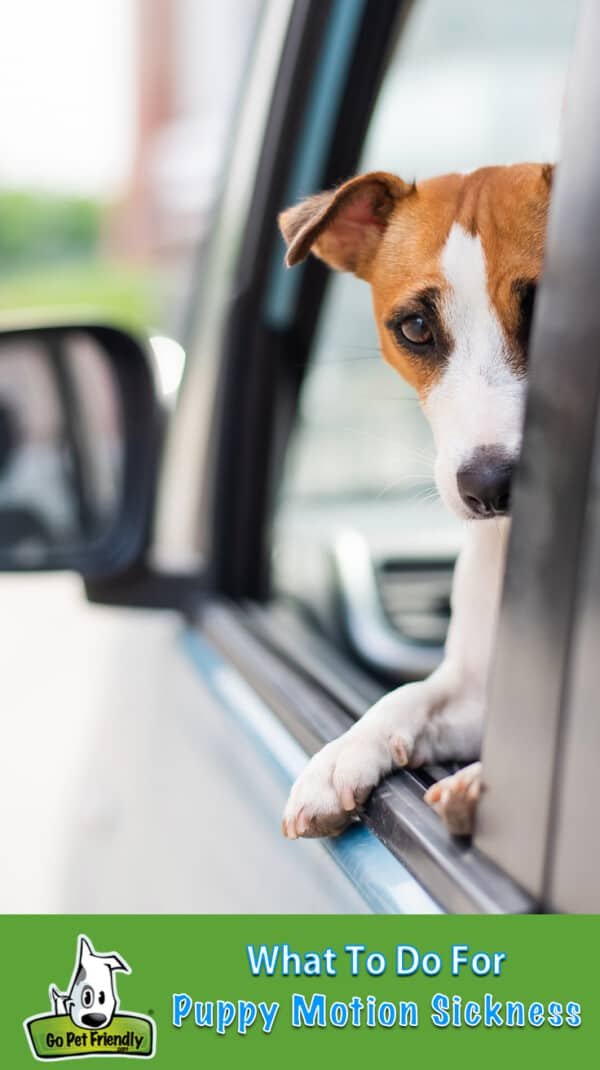 Jack Russel Terrier sadly looks out the car window