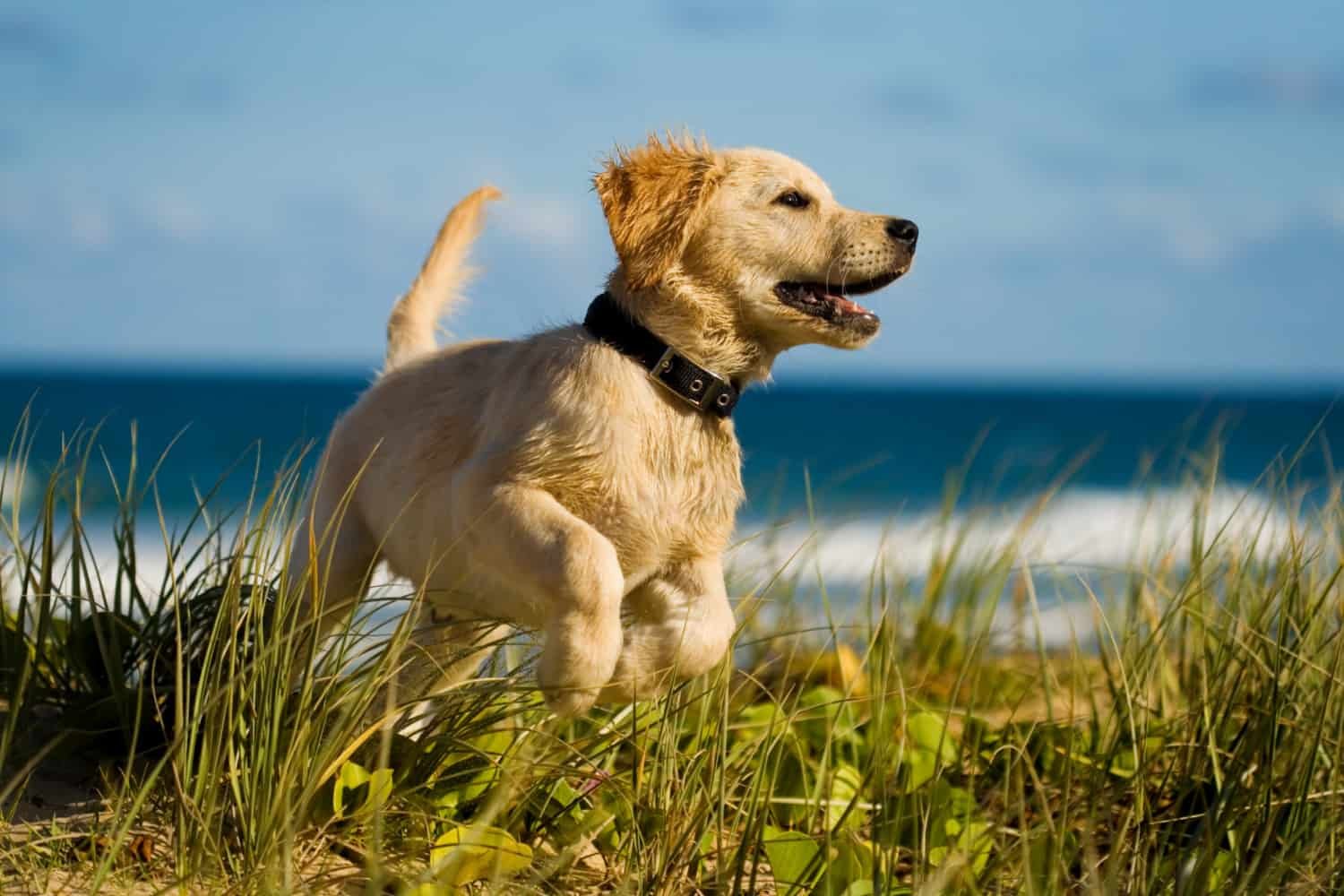 Golden retriever puppy jumping on the beach