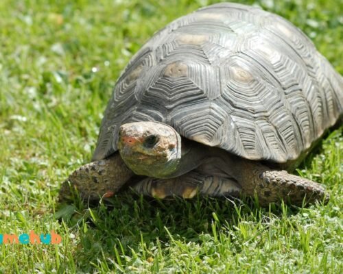 Why Does My Tortoise Keep Trying to Escape