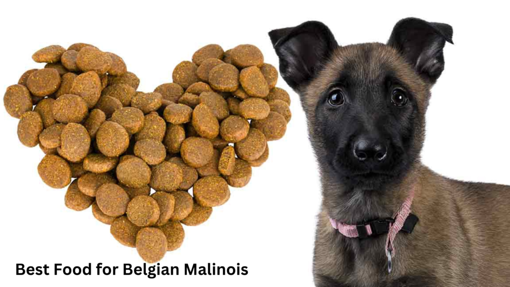 Best Food for Belgian Malinois 1