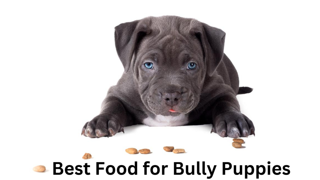 <strong>Best Food for Bully Puppies</strong> 2