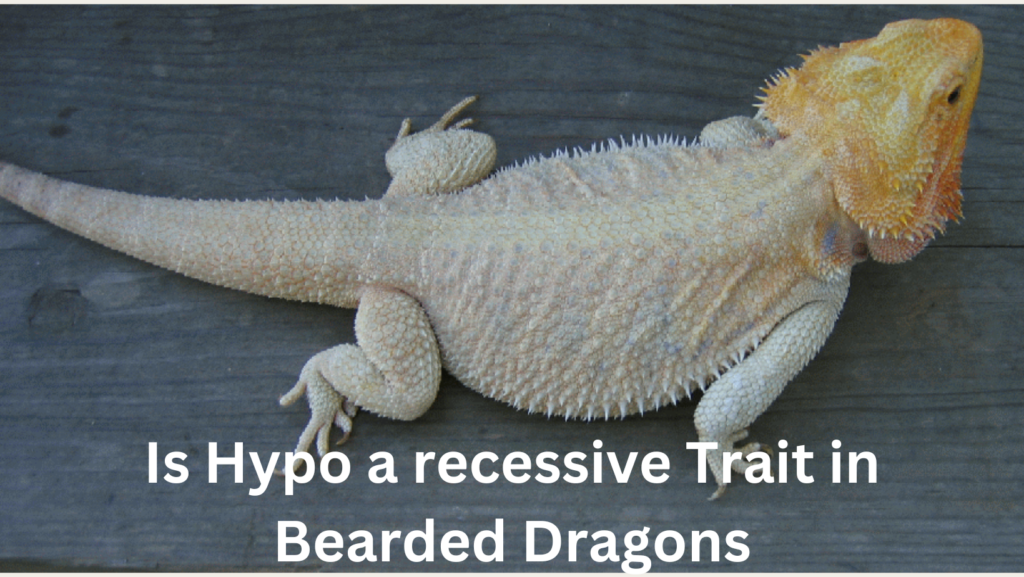 Is Hypo a recessive Trait in Bearded Dragons?