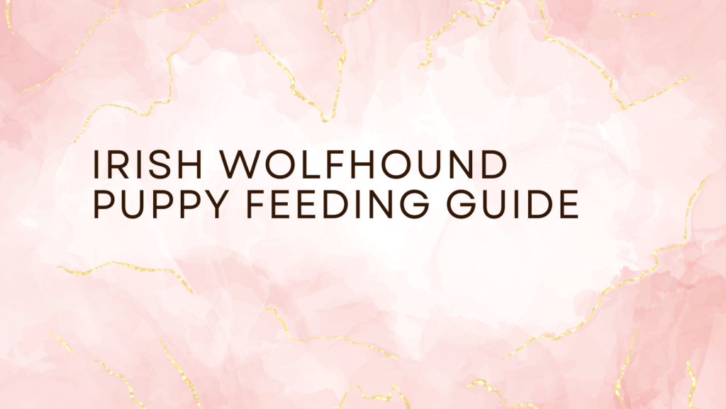 Irish Wolfhound Puppy Feeding Guide 1