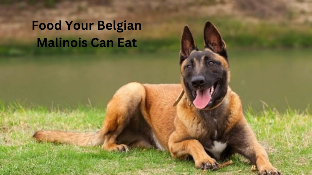 Best Food for Belgian Malinois 7