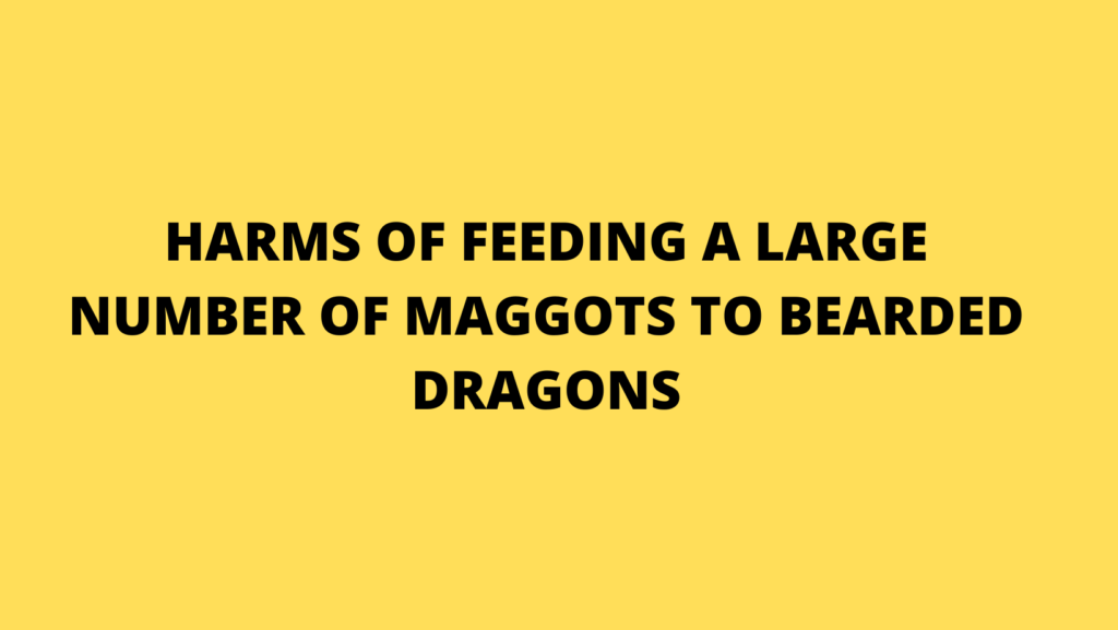 Feeding Bearded Dragons Maggots 2