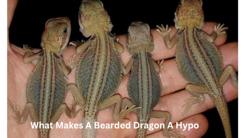 Is Hypo a Recessive Trait in Bearded Dragons? 1