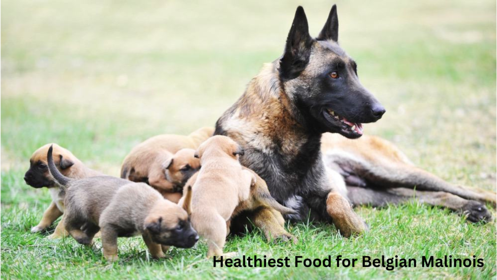 Best Food for Belgian Malinois 8