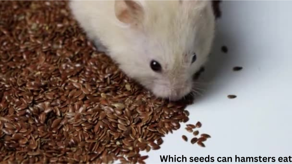 Can Hamsters Eat Flax Seeds? 3