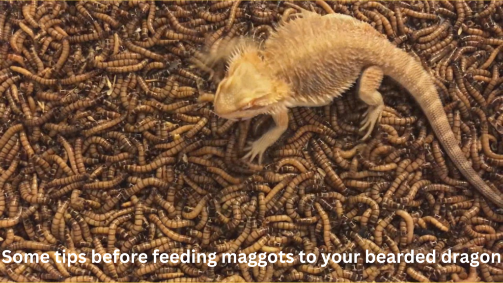 Feeding Bearded Dragons Maggots 3