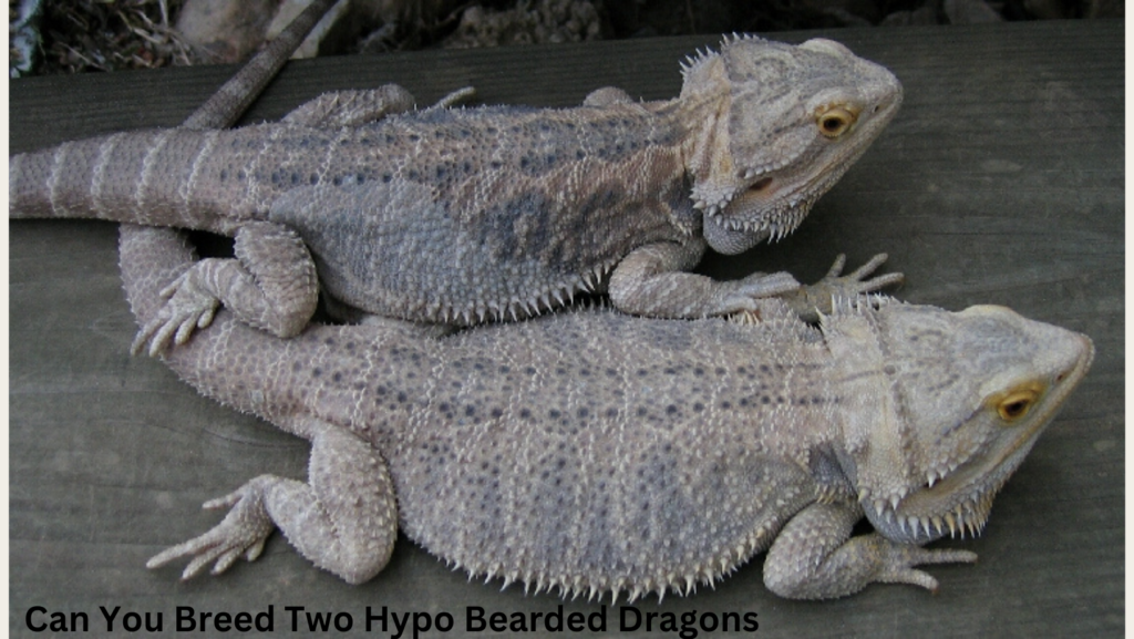 Is Hypo a Recessive Trait in Bearded Dragons? 2