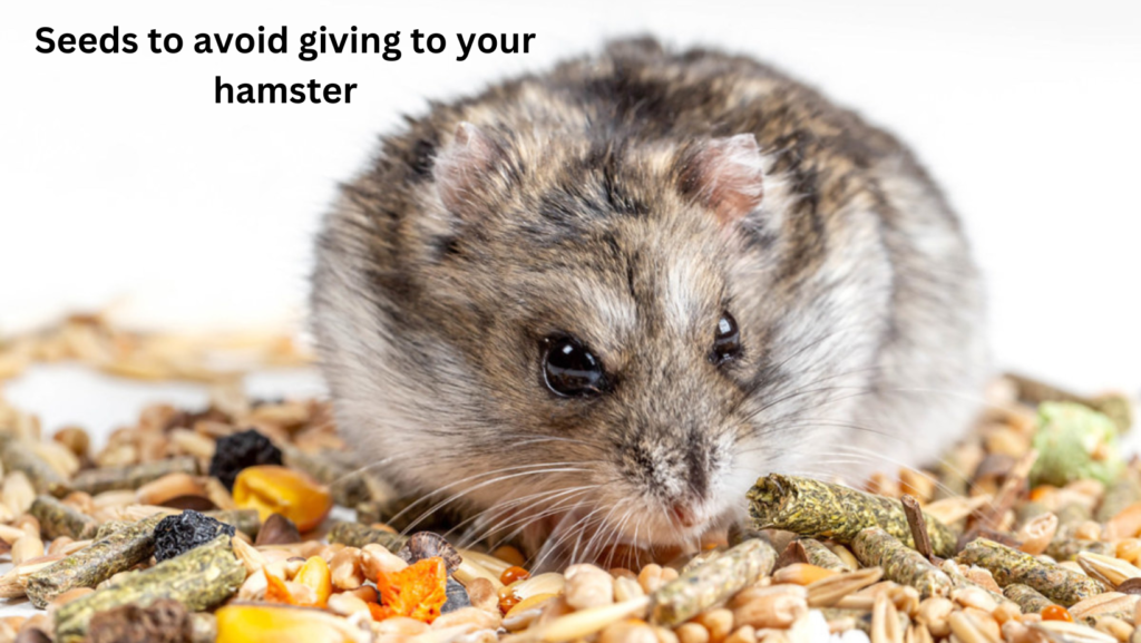 Can Hamsters Eat Flax Seeds? 4