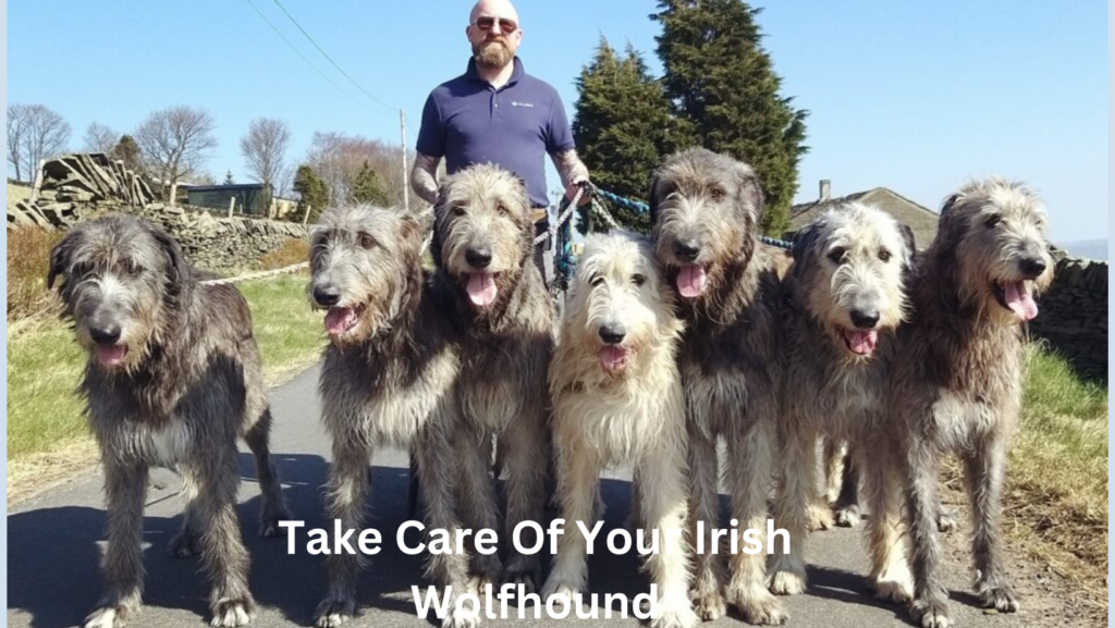 Irish Wolfhound Puppy Feeding Guide 4