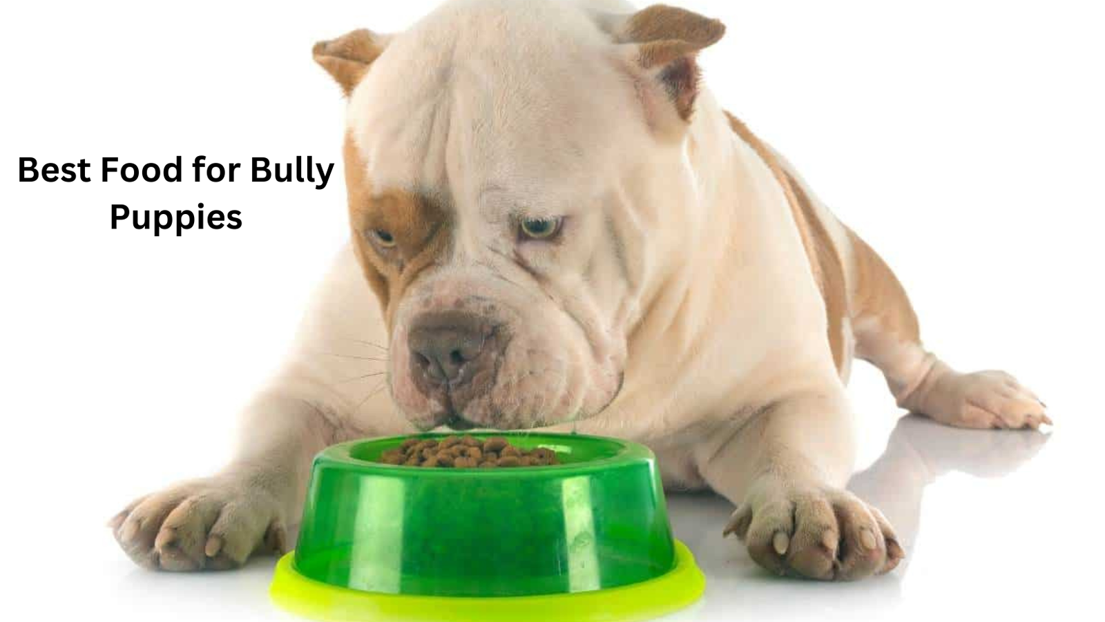 <strong>Best Food for Bully Puppies</strong> 2