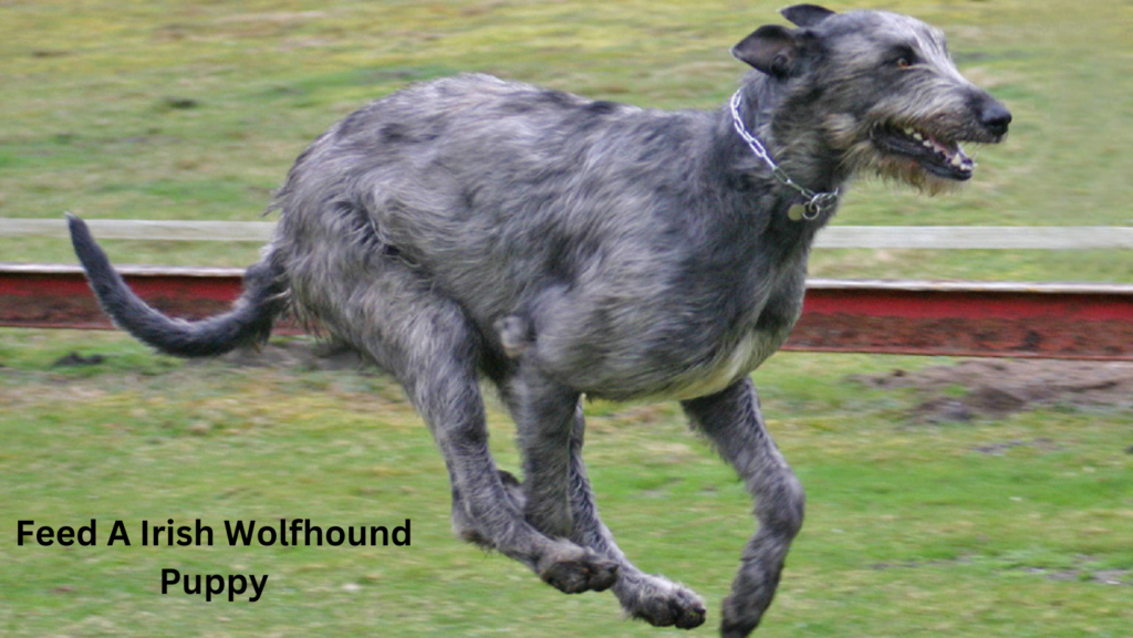 Irish Wolfhound Puppy Feeding Guide 5