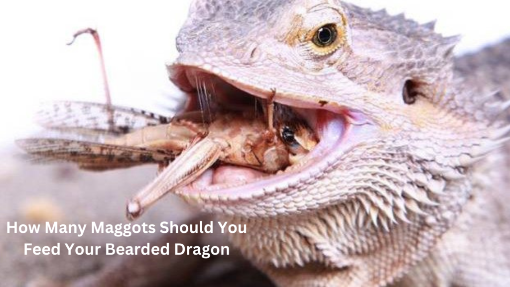 Feeding Bearded Dragons Maggots 5