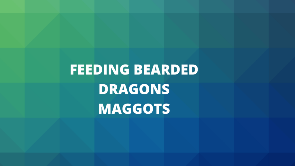 Feeding Bearded Dragons Maggots 6