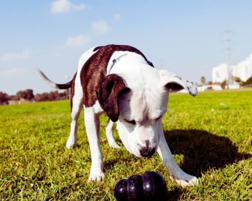 Best Chew Toys for Pitbull