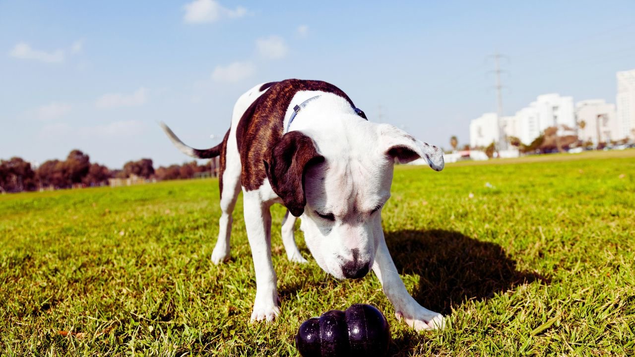 Best Chew Toys for Pitbull