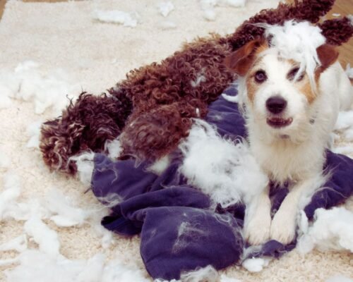 Best Dog Crate for Separation Anxiety