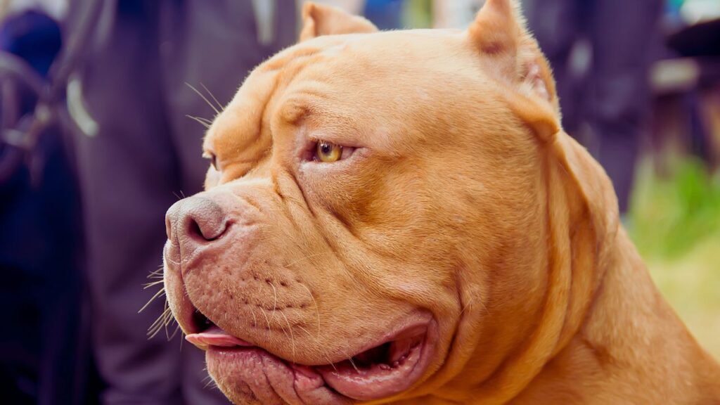 Best Dog Food for Bully Breeds