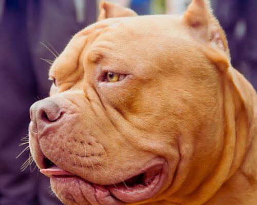Best Dog Food for Bully Breeds