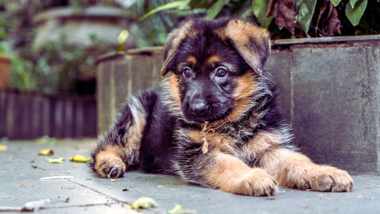 Best Food for German Shepherd Puppies