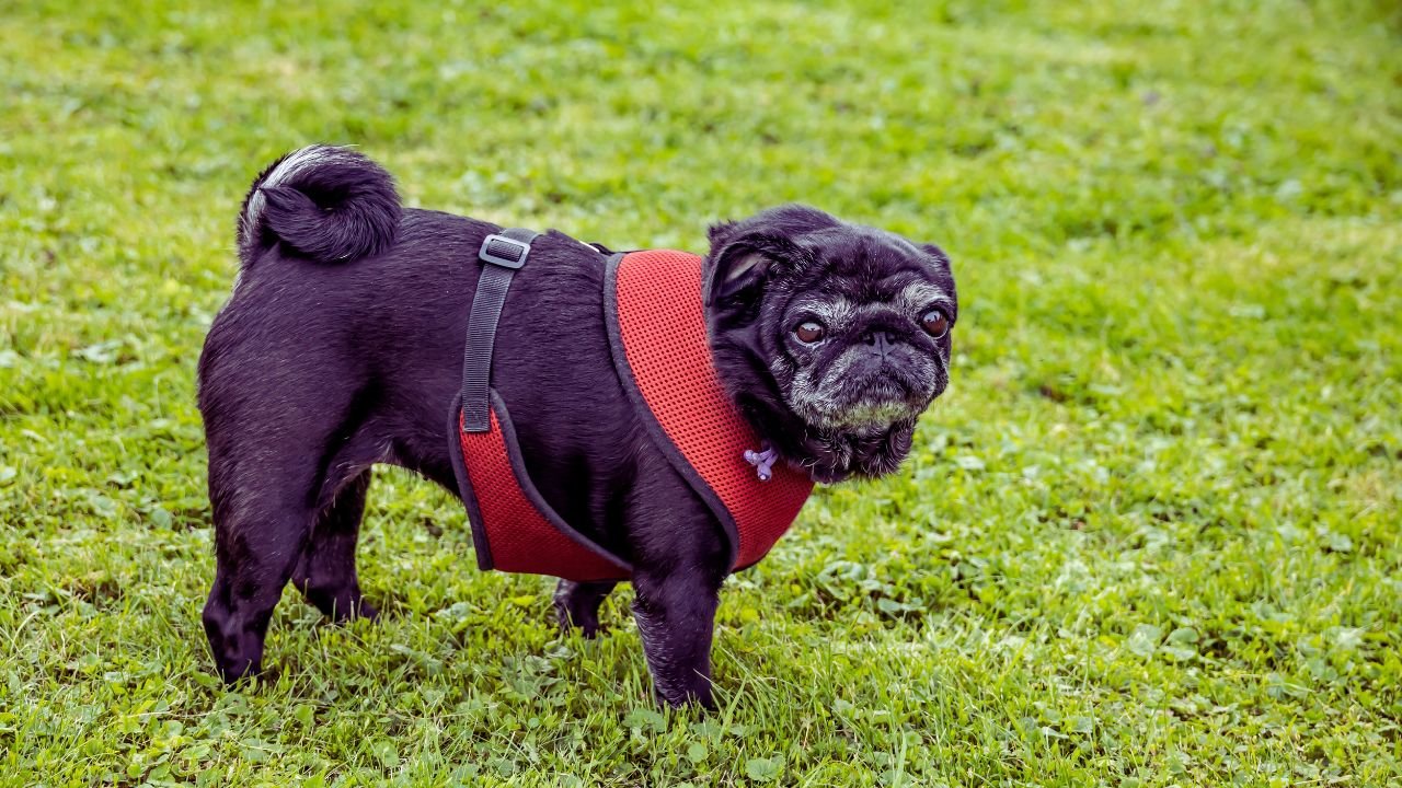 <strong>Best Harness for Pugs</strong> 1