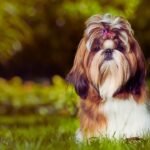 Home 22 Best Harness for Shih Tzus