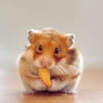 Home 41 Can Hamsters Eat Flax Seeds?