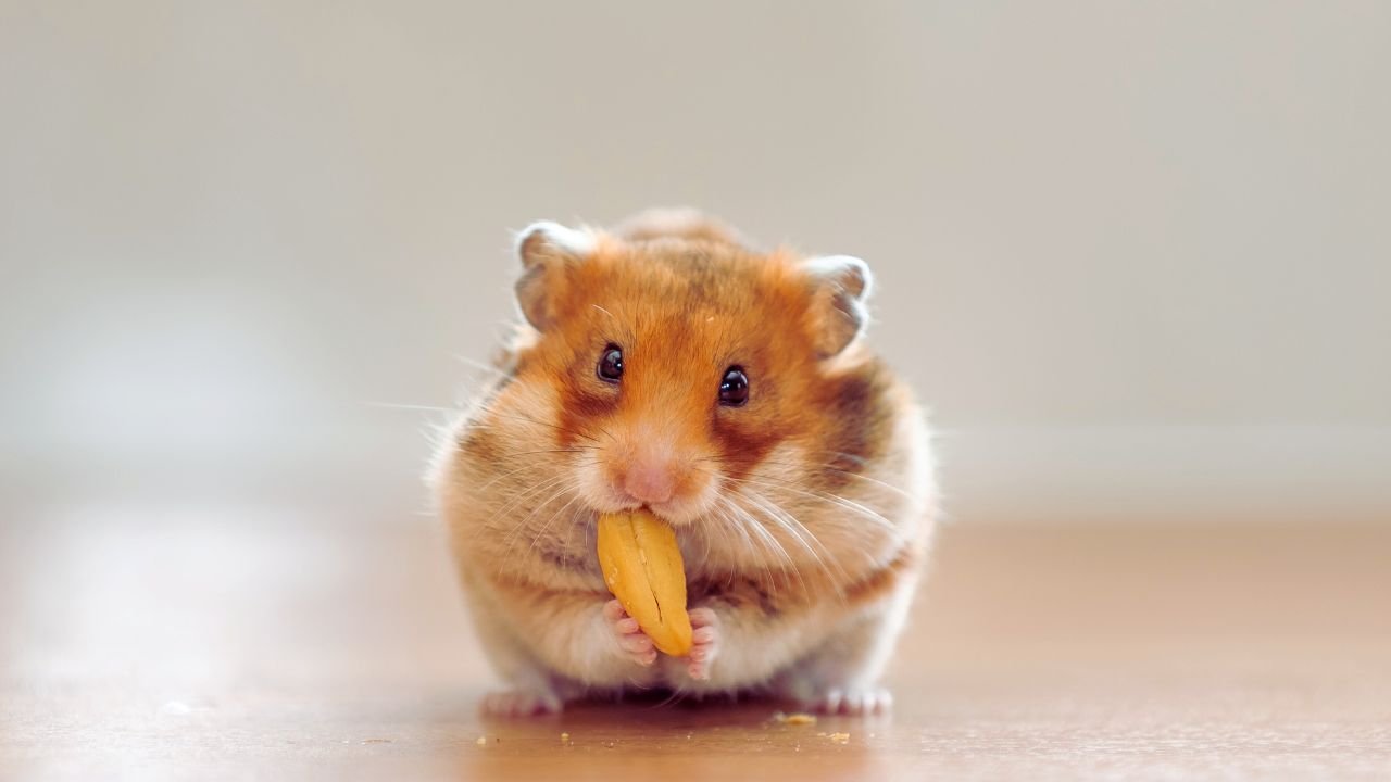 Can Hamsters Eat Flax Seeds?