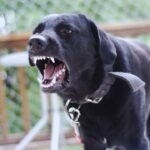 Home 23 Dogs barking in RVs