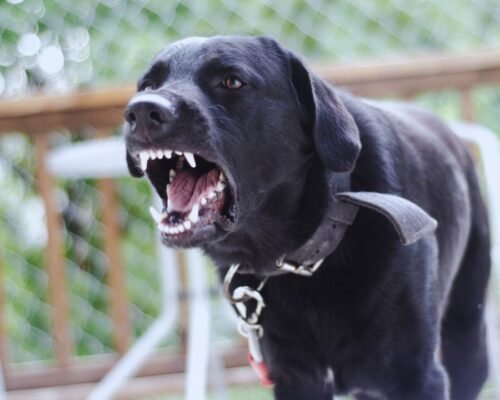 Dogs barking in RVs