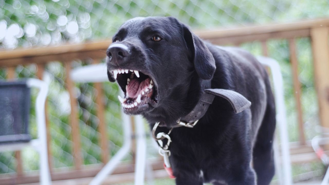 Dogs barking in RVs