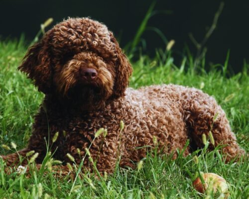 Lagotto Romagnolo