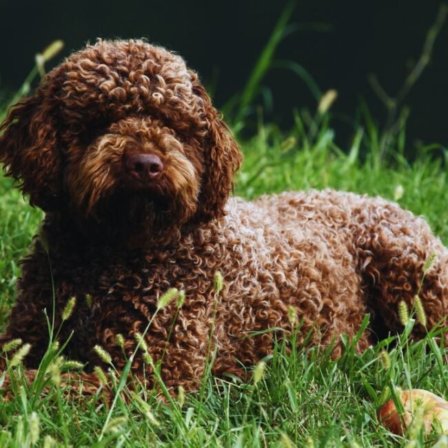 Lagotto Romagnolo