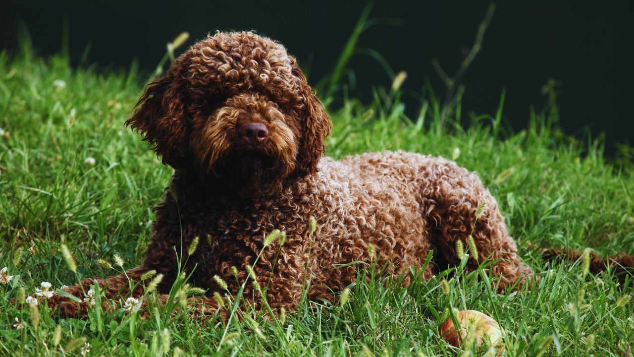 Lagotto Romagnolo