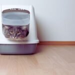 Home 26 LitterMaid Automatic Multi-Cat Litter Box Review